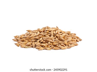 Barley Grain Seed Close Up Isolated On White Background