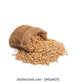 Barley Grain Seed Close Up Isolated On White Background