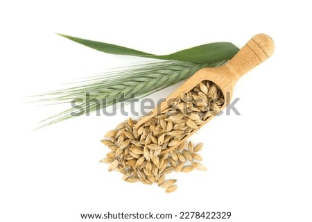 Barley grain seeds (Hordeum vulgare) spilling from wooden scoop near to barley ears over white background