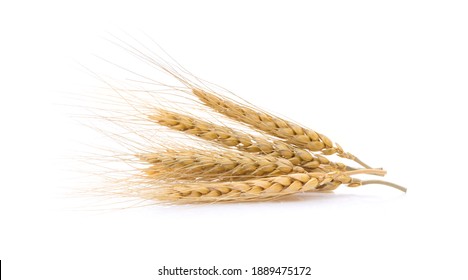 barley grains isolated on white background - Shutterstock ID 1889475172