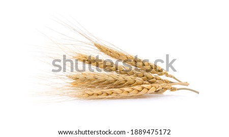 barley grains isolated on white background