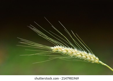 Barley Grass Bird Seed Ear Annual Native Plant