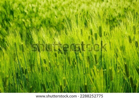 The barley in the green barley field is lit up with green waves in the sunlight.