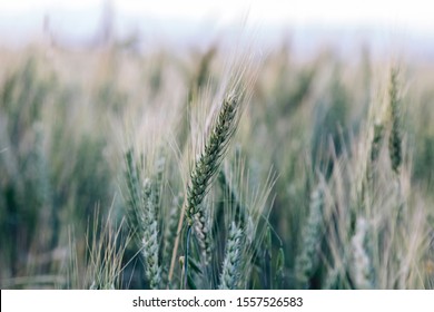 Barley Growing In The Field In Iraqi Kurdistan
