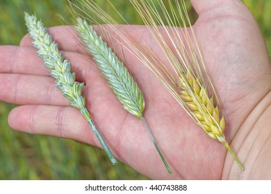 hordeum vulgare