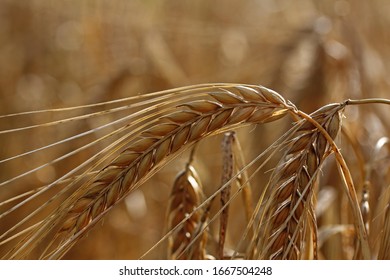 Barley (Hordeum Vulgate) With Ears