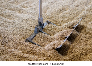 Barley left for germination in a distillery. The barley is soaked and then dried on malting floors for the whisky production. It is turned with this metal tool.