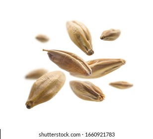 Barley Malt Grains Levitate On A White Background