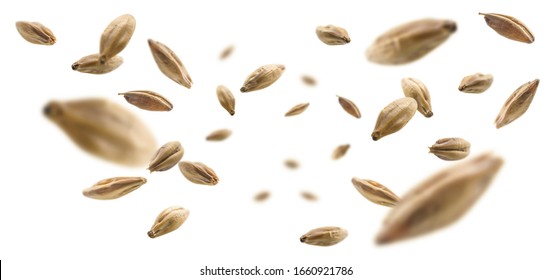 Barley Malt Grains Levitate On A White Background