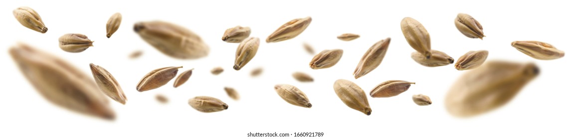 Barley Malt Grains Levitate On A White Background