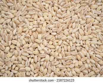 barley milled for barley rice - Shutterstock ID 2187226123