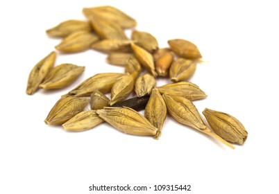 Barley Seeds