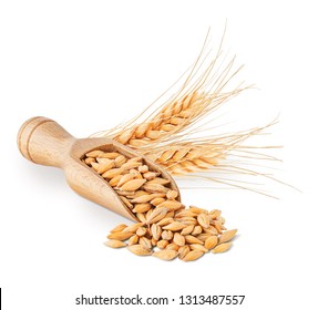 Barley Seeds And Ears Isolated On White Background