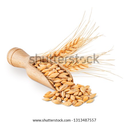 Barley seeds and ears isolated on white background