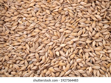 Barley Seeds In Front Of White Background