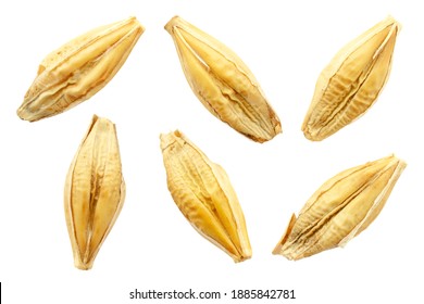 Barley seeds are isolated on white, top view, macro. Barley seeds isolated on a white background. Grains of barley malt on a white background. Set of barley grains isolated on white background. - Shutterstock ID 1885842781