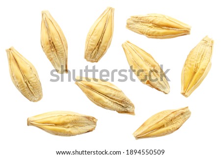 Barley seeds are isolated on white, top view, macro. Barley seeds isolated on a white background. Grains of barley malt on a white background. Set of barley grains isolated on white background.