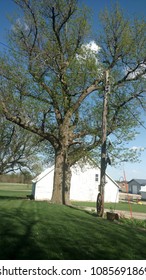 Barn Behind Tree