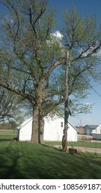 Barn Behind Tree