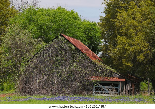 Barn Bluebonnets Spring Near Waco Texas Stock Photo Edit Now