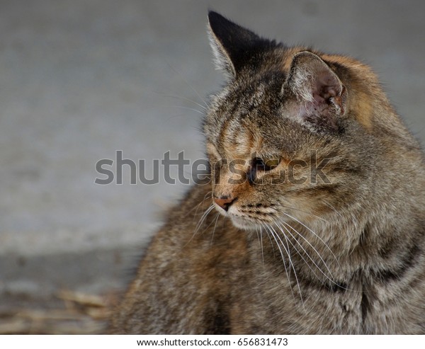 Barn Cat Looking Mice Stock Photo Edit Now 656831473