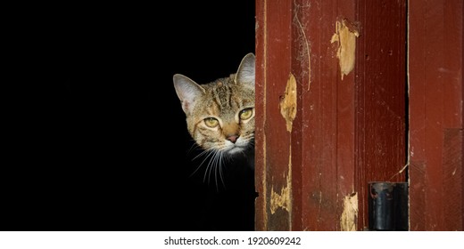 Barn Cat Peeking Around A Corner 