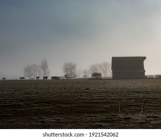 Barn And Cows In Silhouette On A Farm