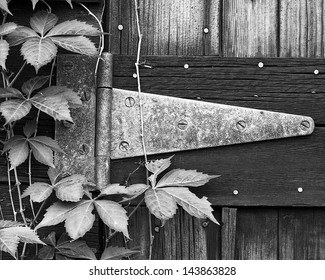 Barn Door Hinge And Ivy