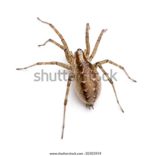 Barn Funnel Weaver Spider Tegenaria Agrestis Stock Photo Edit Now