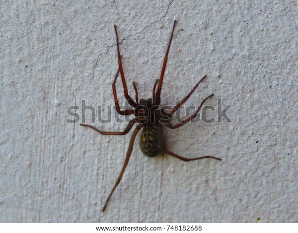 Barn Funnel Weaver Tegenaria Domestica Stock Photo Edit Now