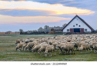 Barn At Hortobagy In Hungary