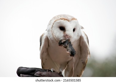 the barn old owl is eating a black mouse - Shutterstock ID 2165501585