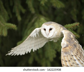 Barn Owl