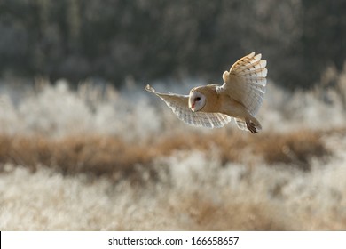 Barn Owl 