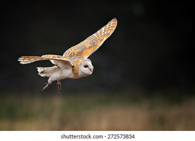 Barn Owl