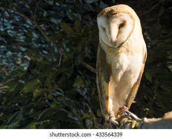 Barn Owl