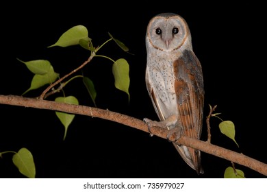Barn Owl