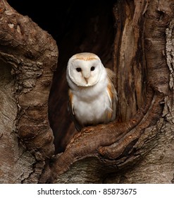 Barn Owl