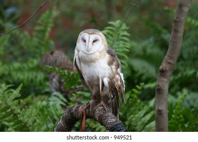 Barn Owl