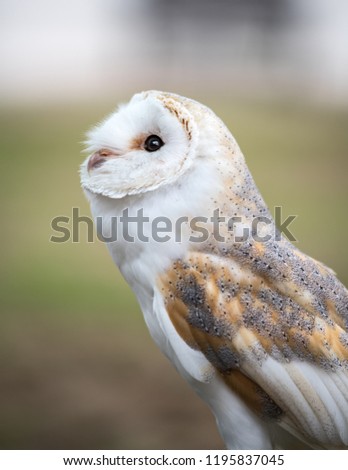 A barn Owl 