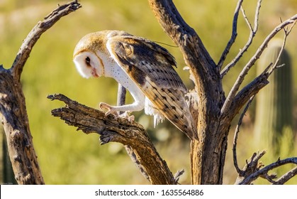 Barn Owl At Arizona Sonora Desert Museum 