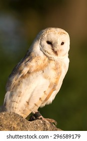 Barn Owl In Beautiful Twilight.