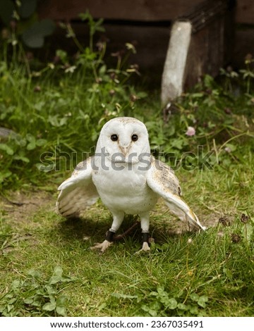 Barn owl bird animal wildlife
