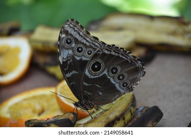 Barn owl butterfly on old rotting fruit on a hot day.