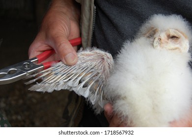 Barn Owl Chick Being Documented 