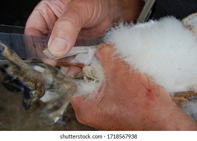 Barn Owl Chick Being Documented 