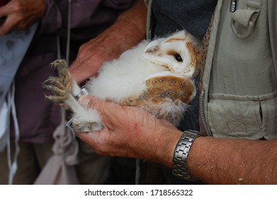 Barn Owl Chick Being Ringed