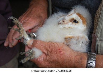 Barn Owl Chick Being Ringed