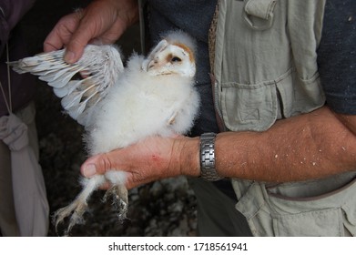 Barn Owl Chick Being Sexed