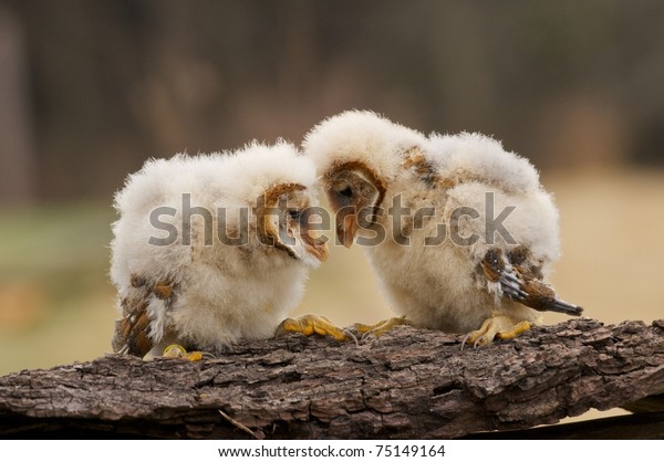 Barn Owl Chicks Stock Photo Edit Now 75149164